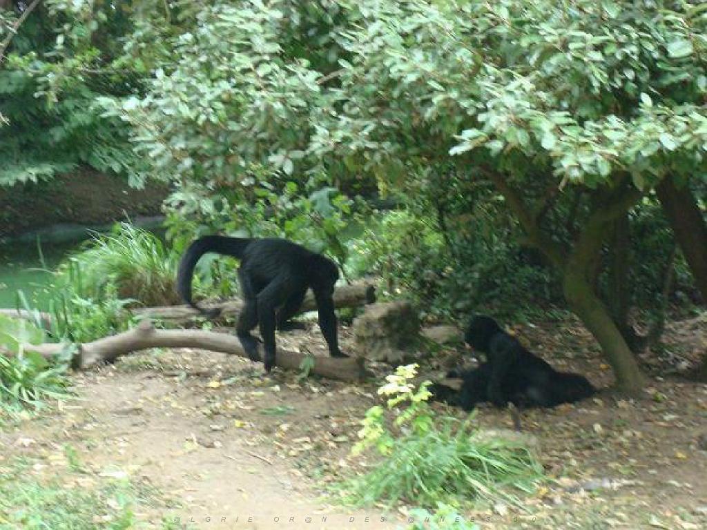 149 BIO PARC DE DOUE LA FONTAINE 3- 2016_000049.jpg
